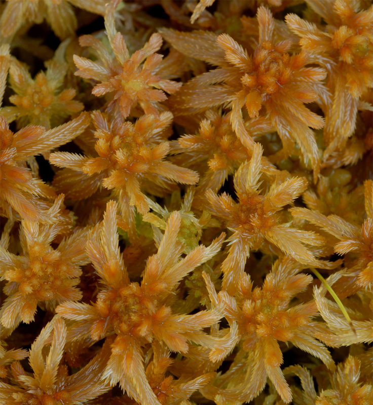 Sphagnum balticum